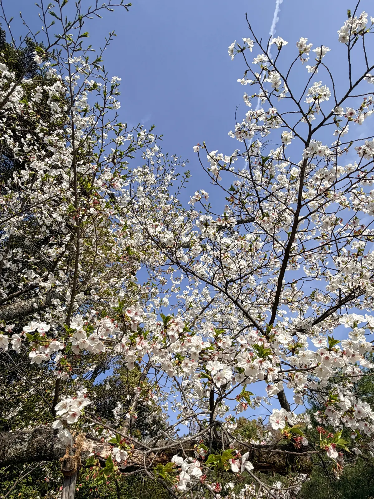 京都、桜さんぽ。満開の桜は天国のよう～平の画像_22