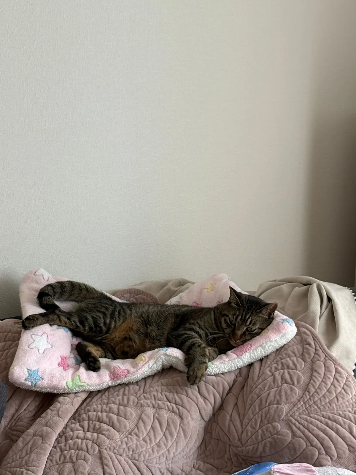 ねこ　保護猫
