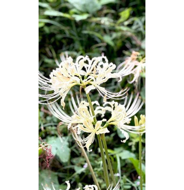 白く細長い花びらが放射状に広がる、ハクチョウゲの花束。緑の葉を背景に、数本の茎が立ち上がっている。