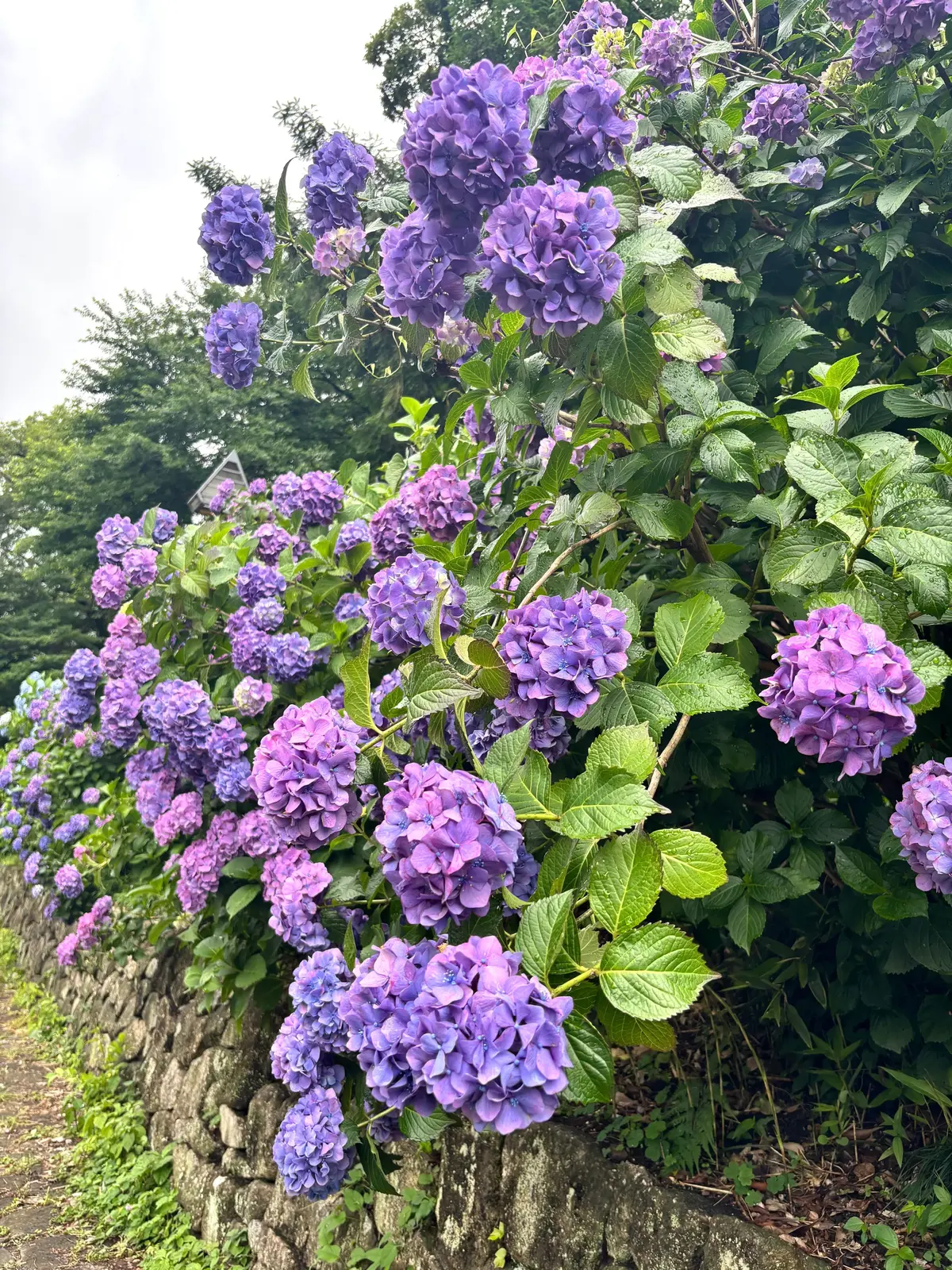 飛鳥の小径　紫陽花