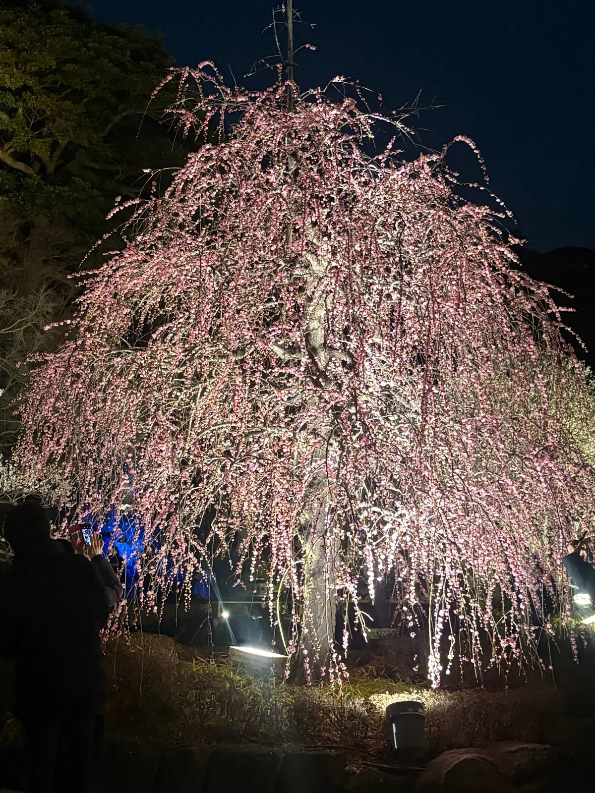 鎌倉　長谷寺の梅のライトアップの画像_10