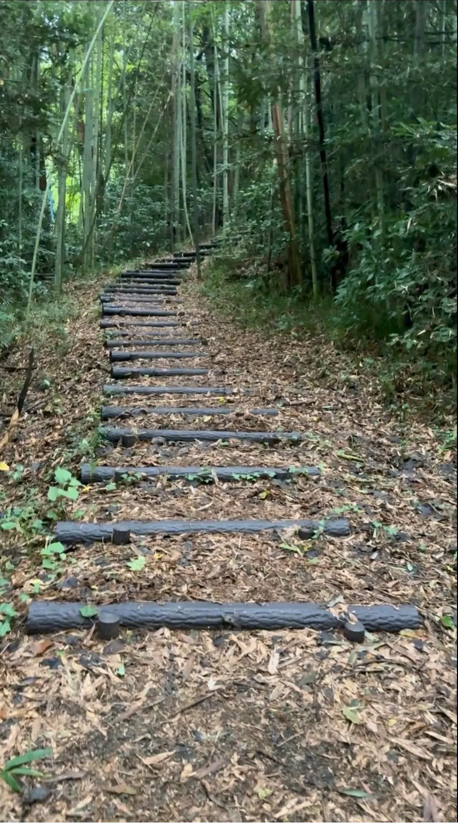 木製の短い丸太が並べられた階段状の道。両脇は緑豊かな木々に囲まれ、地面は落ち葉で覆われている。