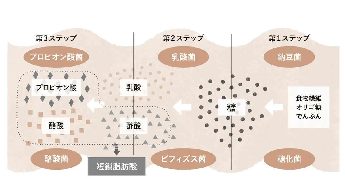 今、腸活するなら、「ポストバイオティクス」に注目！　菌は腸内で助け合って生きている！ イラスト