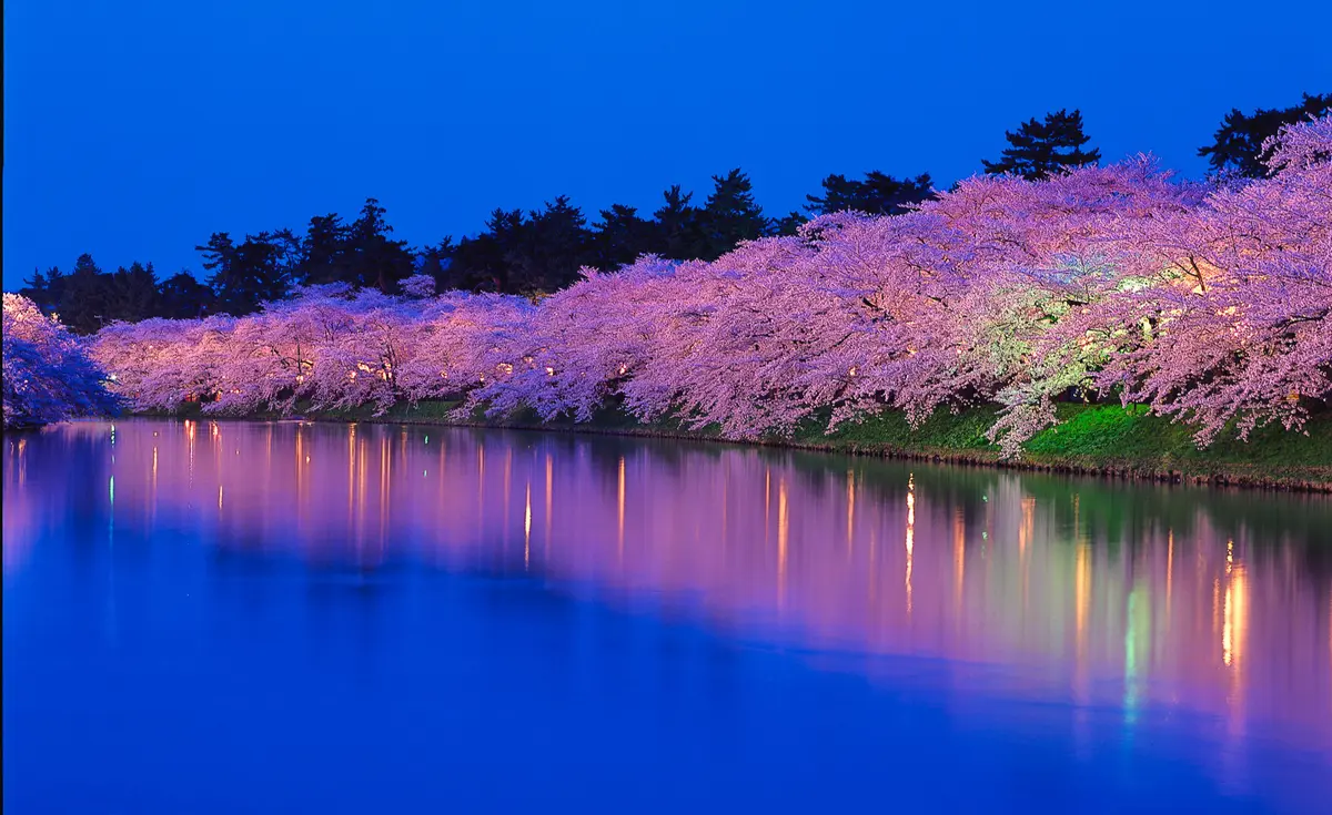 弘前城　桜　天守のわきにある枝垂れ桜。見ごろは4月下旬〜5月上旬。 青森県弘前市下白銀町1
