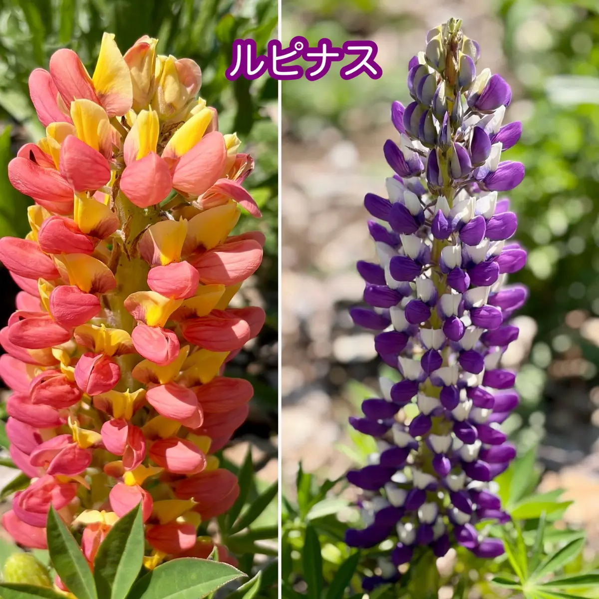 ときめく散歩道の画像_1