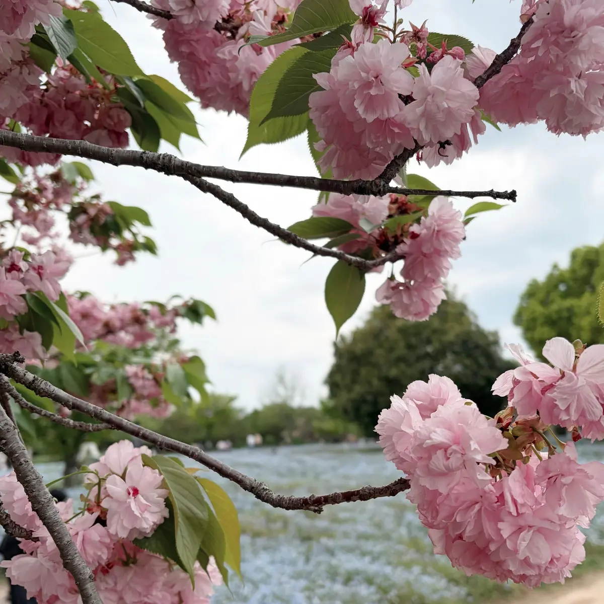 日暮里・舎人ラインに乗ってネモフィラ❀をの画像_9