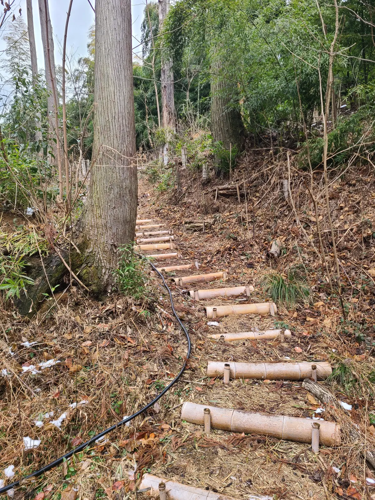 椎茸栽培！の画像_1
