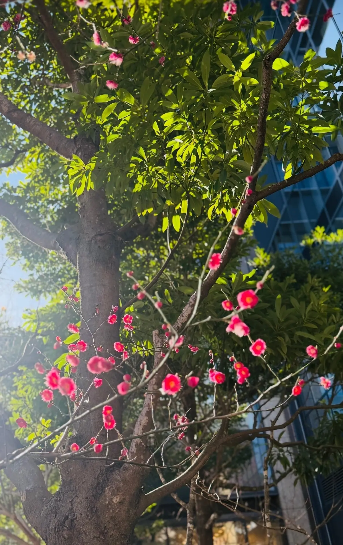 春の訪れを感じる大人のリラックス感溢れるの画像_2