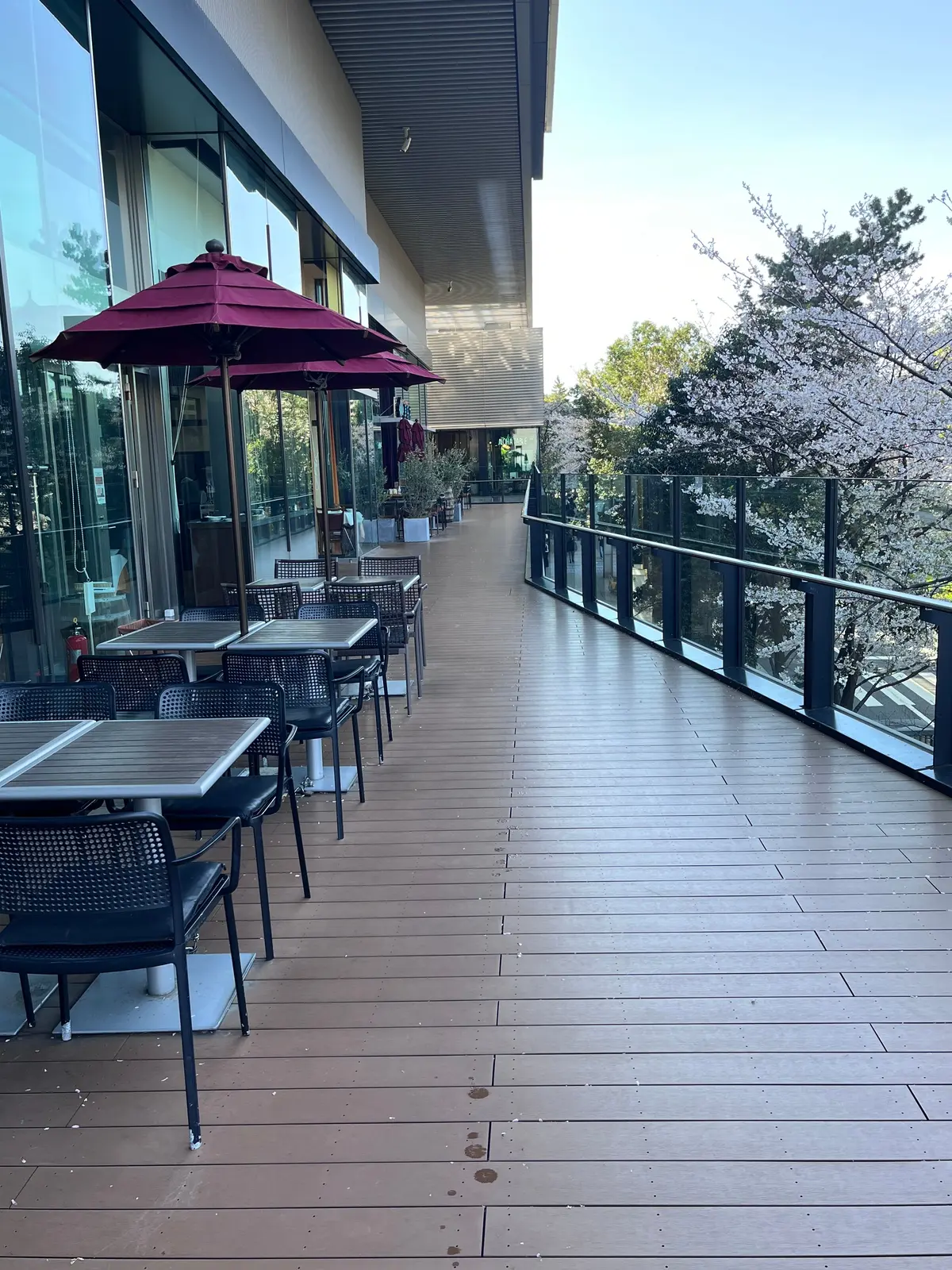 散ってしまう前にもう1回お花見🌸を♪の画像_4