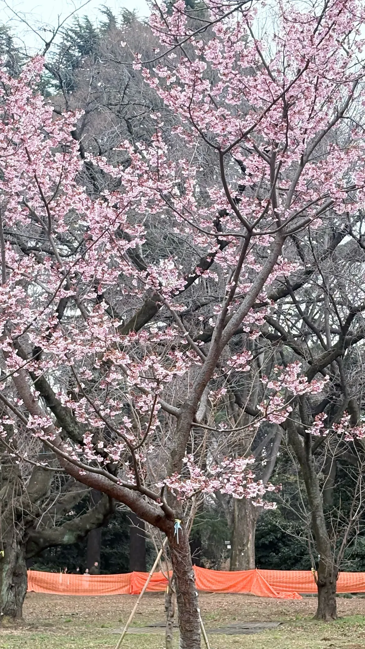 GUワントーンコーデで新宿御苑への画像_7