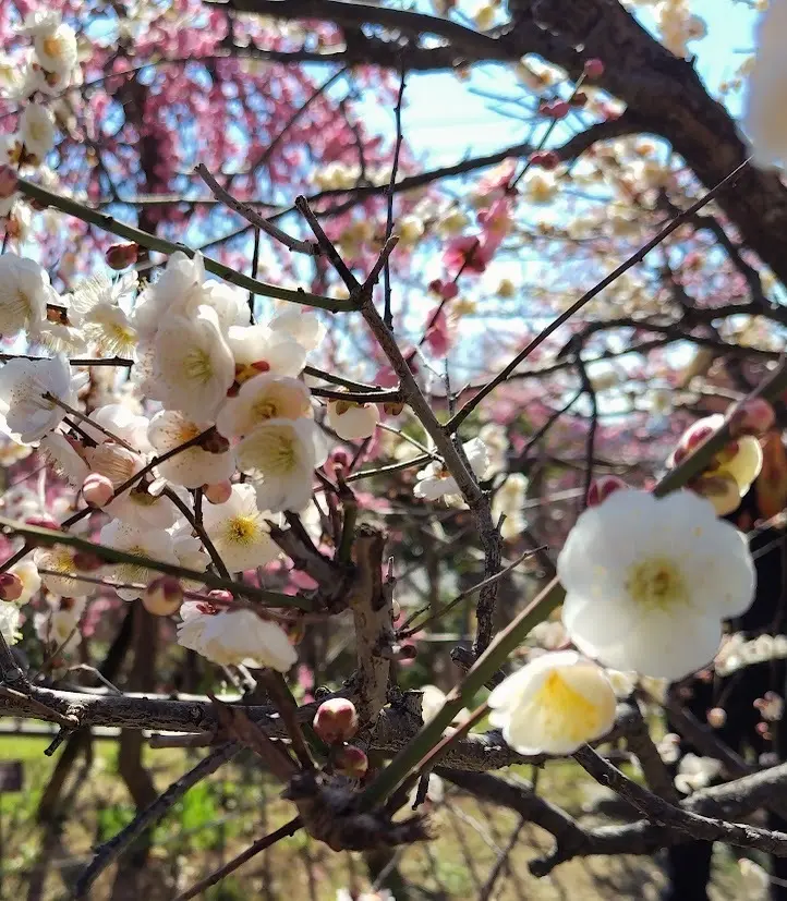 花より団子🍡の梅花見🌸の画像_4