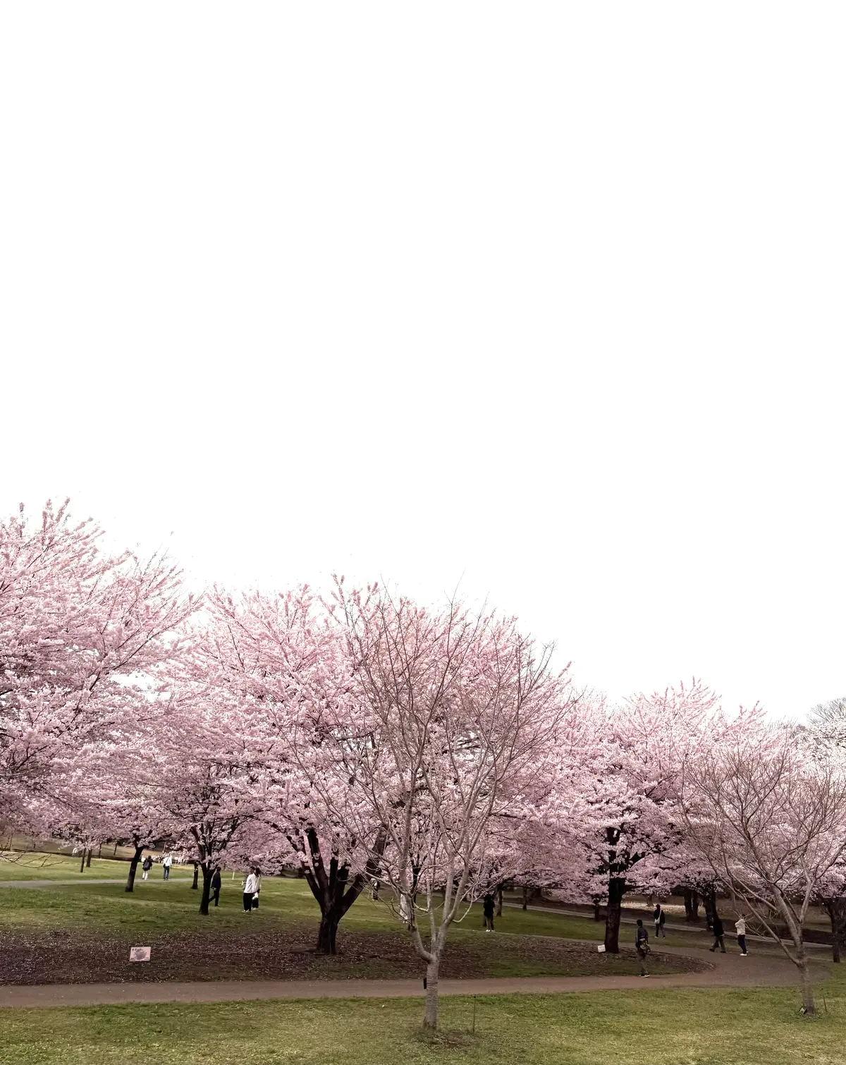 赤城南面千本桜