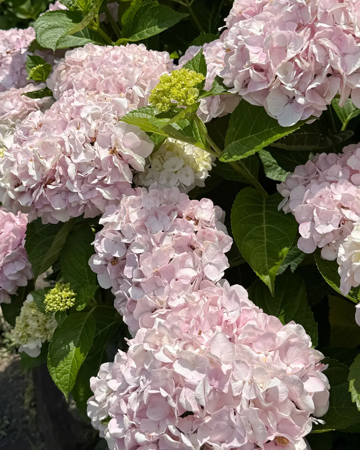 ピンクの紫陽花