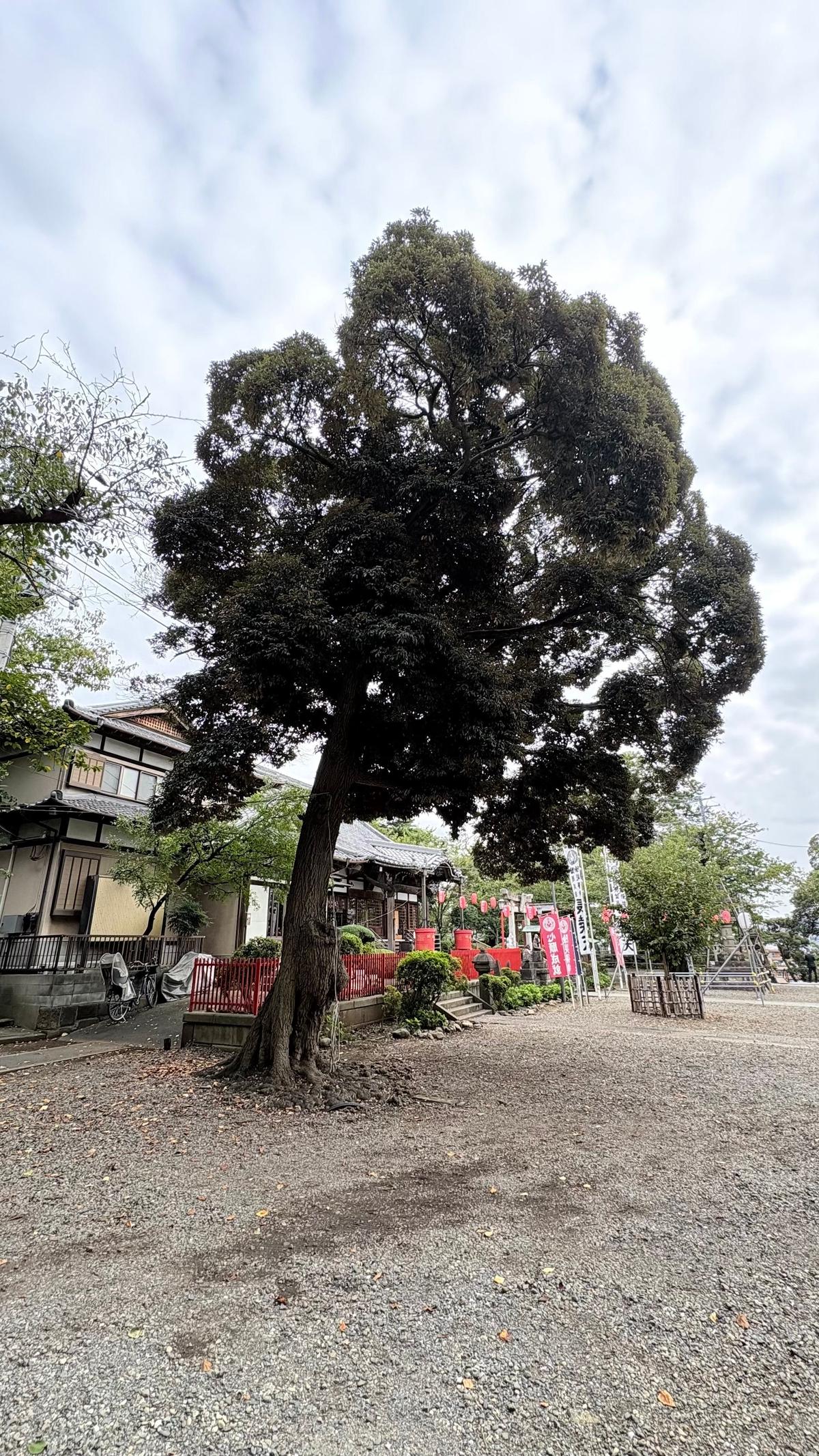 広々とした砂利敷きの空間に、大きく枝を広げた常緑樹が立っている。背景には伝統的な木造建築と、赤い提灯が並ぶ様子が見える。曇り空の下、落ち着いた色合いの風景。