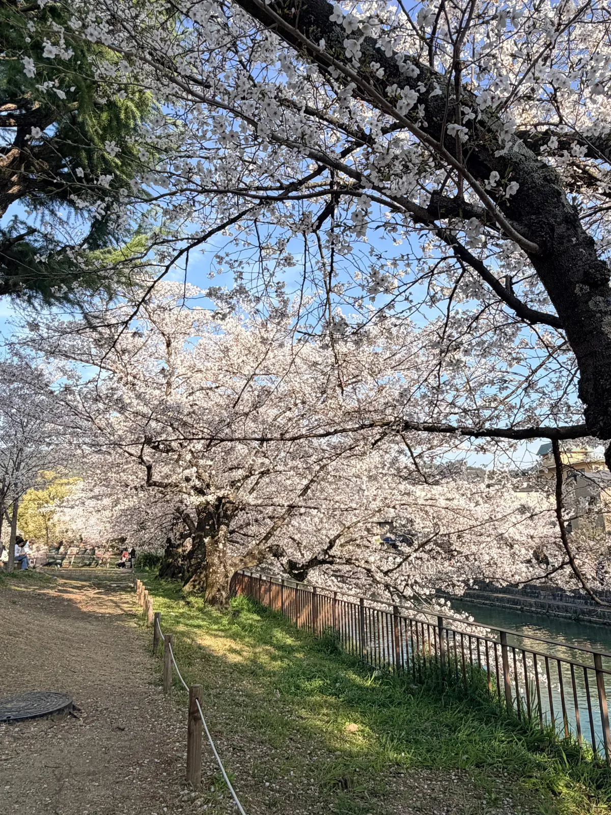 京都、桜さんぽ。満開の桜は天国のよう～平の画像_24