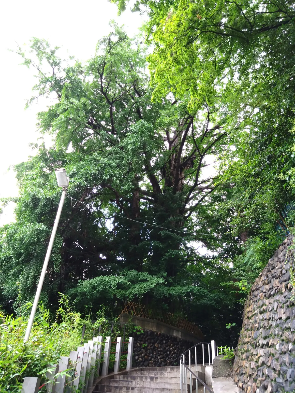 樹齢600年（推定）の大イチョウ