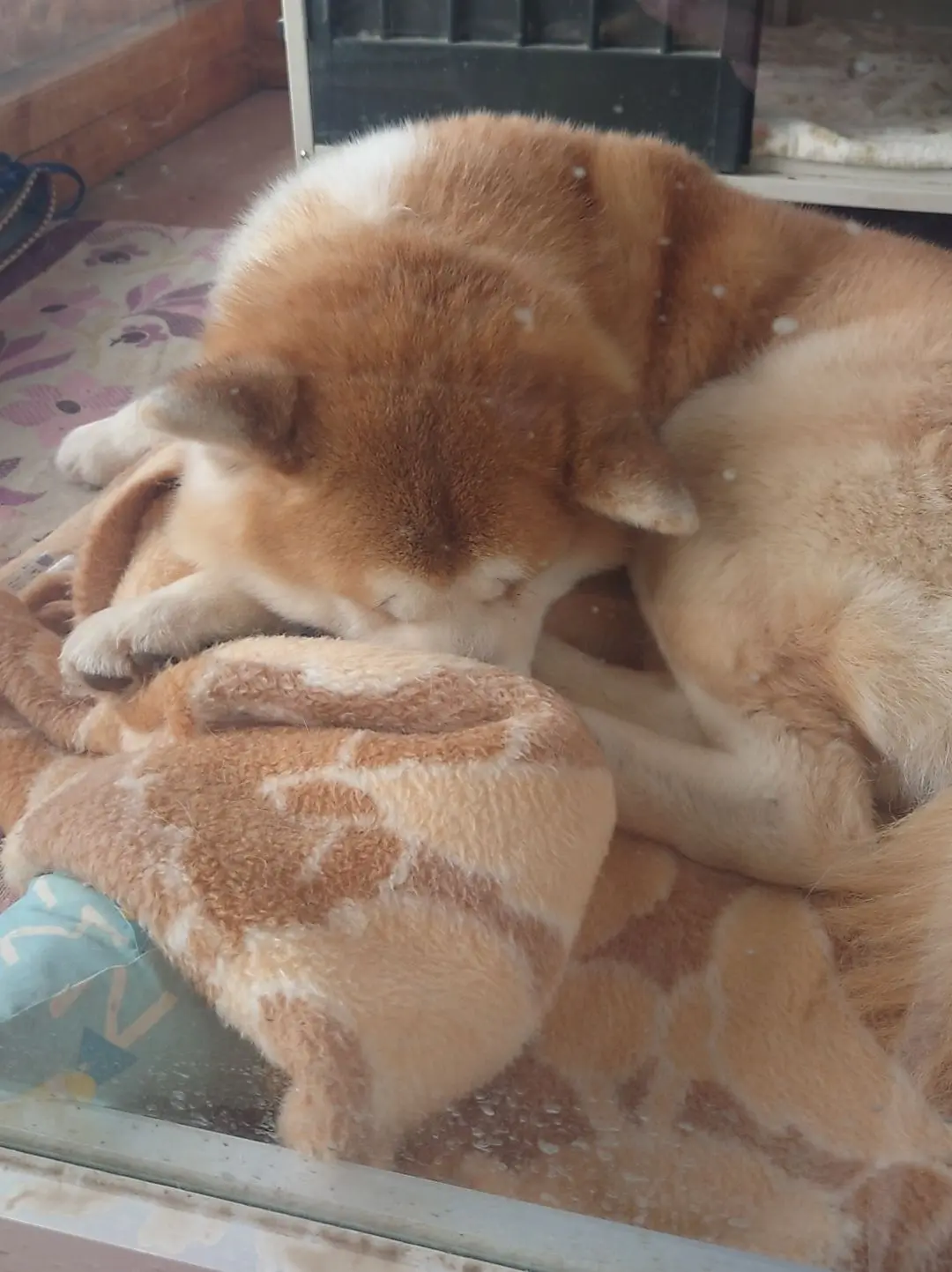 阿仁スキー場の秋田犬・北斗くん