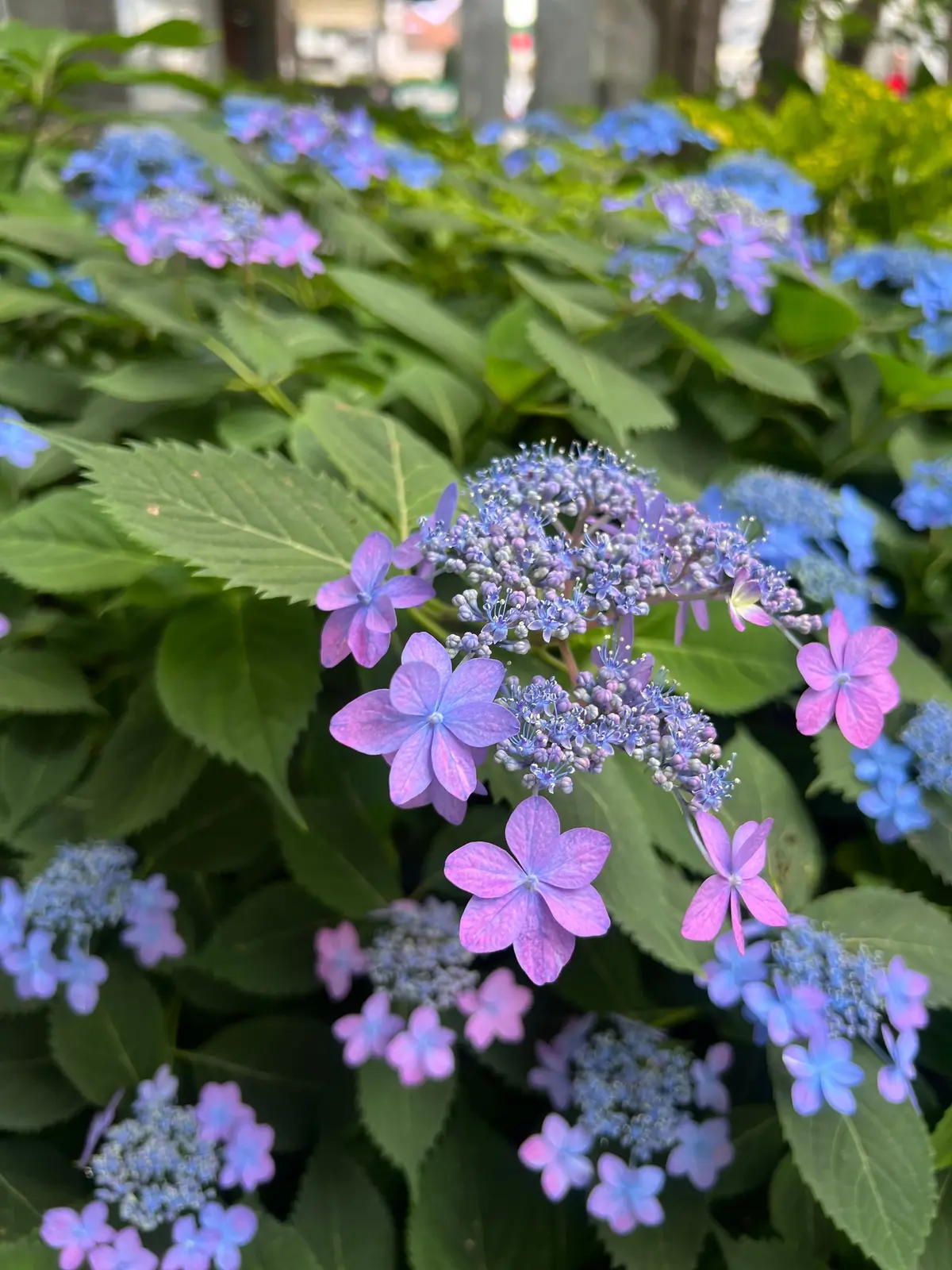 青い花と紫の花が緑の葉に囲まれ、花壇に咲いている