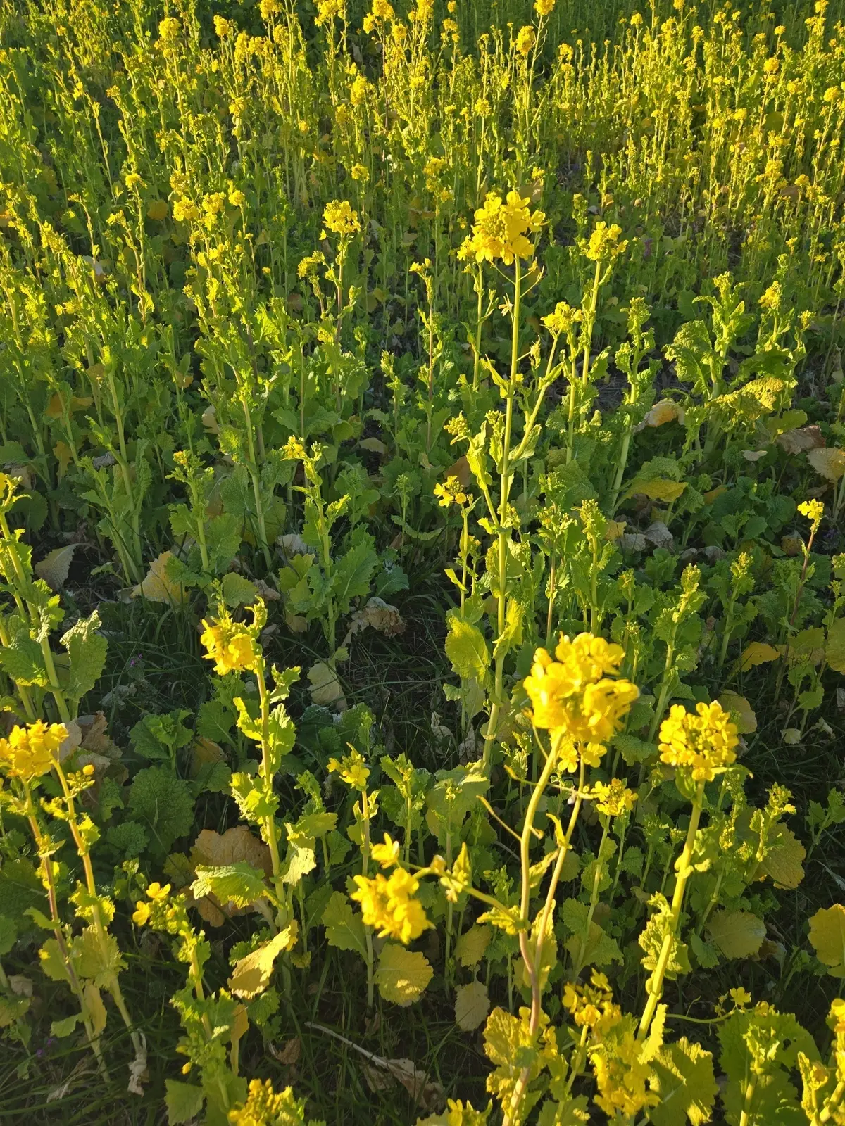 今の時期ならでは！菜の花とイルミネーショの画像_9