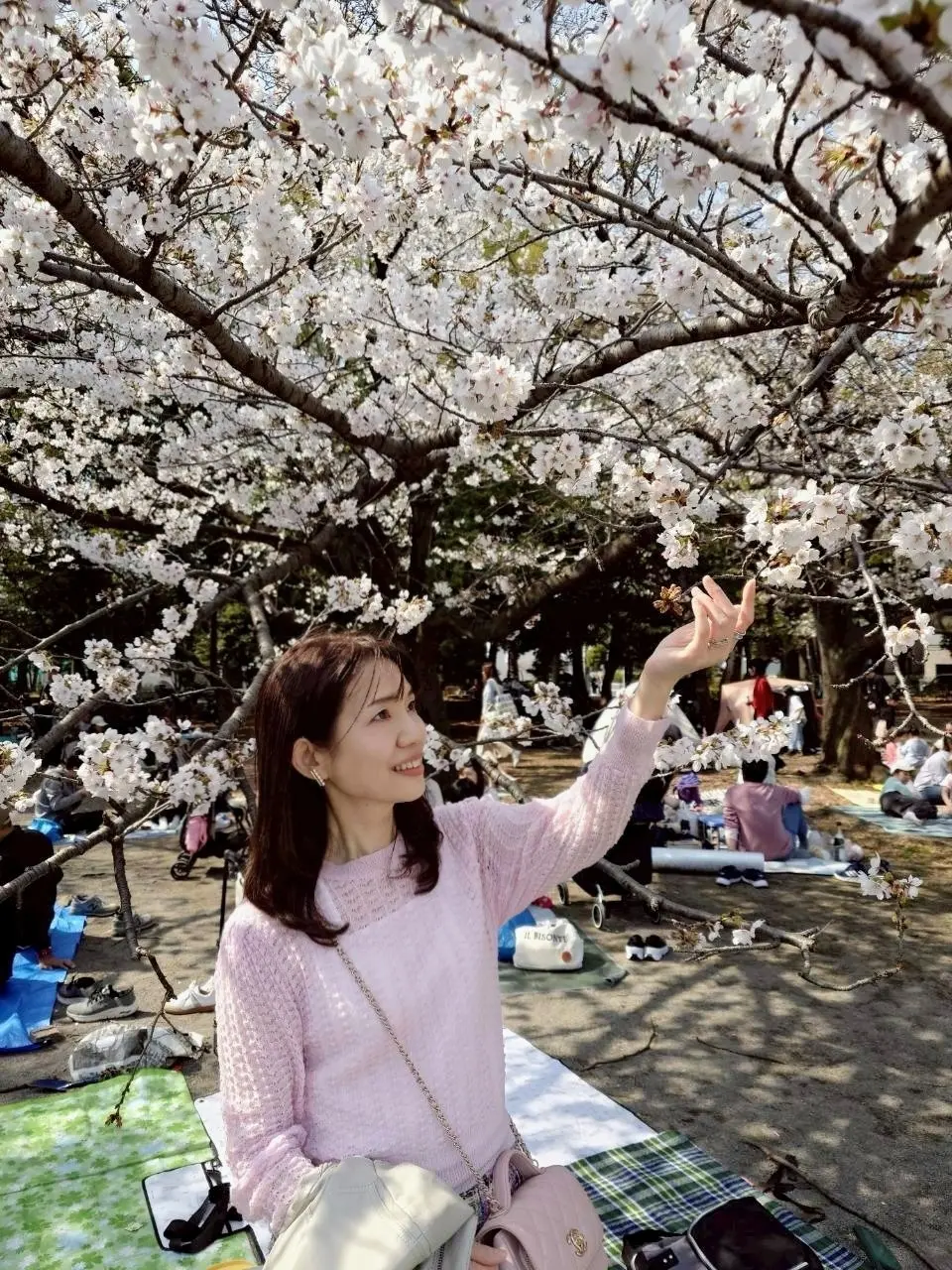 清澄公園の桜
