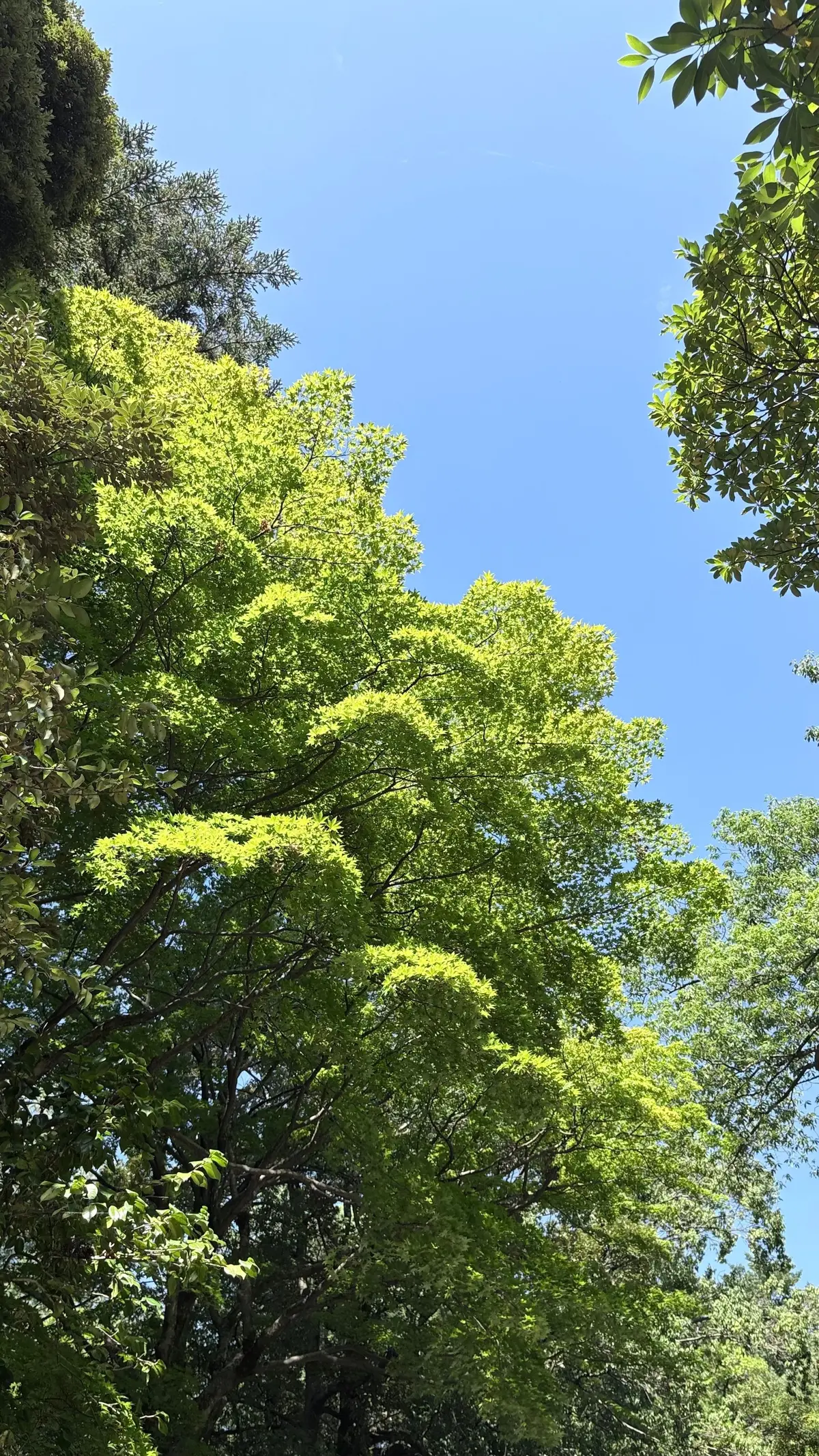 鮮やかな緑の葉が広がる木々が、晴れ渡った青空を背景に茂る様子。木々の間から青空の一部が見える。