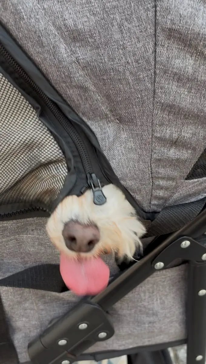 犬が灰色のカバンから顔を出しており、舌を伸ばしてリラックスしている