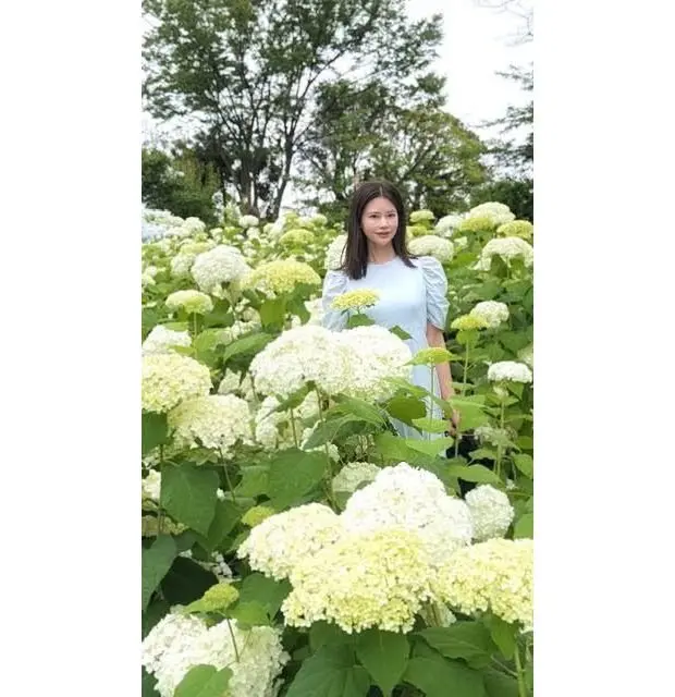 白いヒメツルソウの花が密集した中、薄青色のドレスを着た女性が立っている