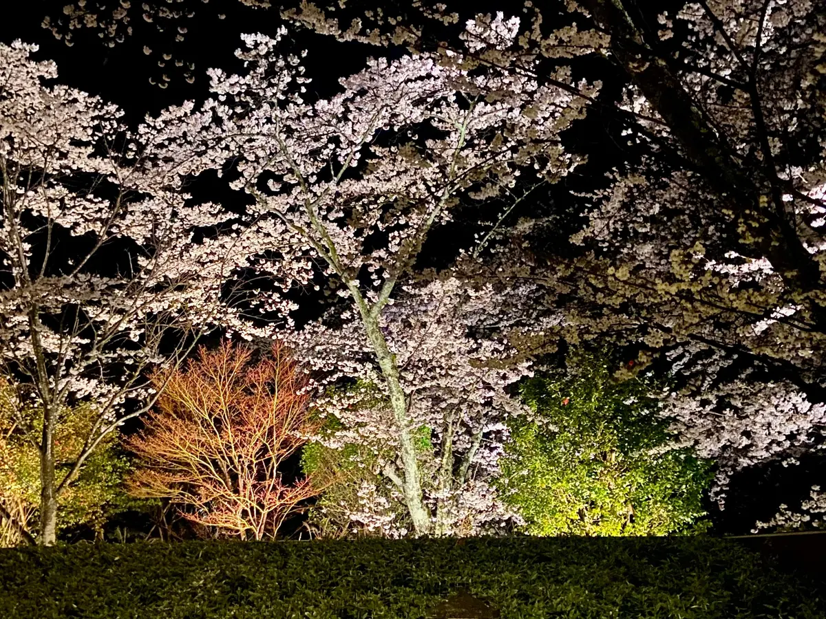 星野リゾート界・鬼怒川 | 桜を楽しむ露の画像_25