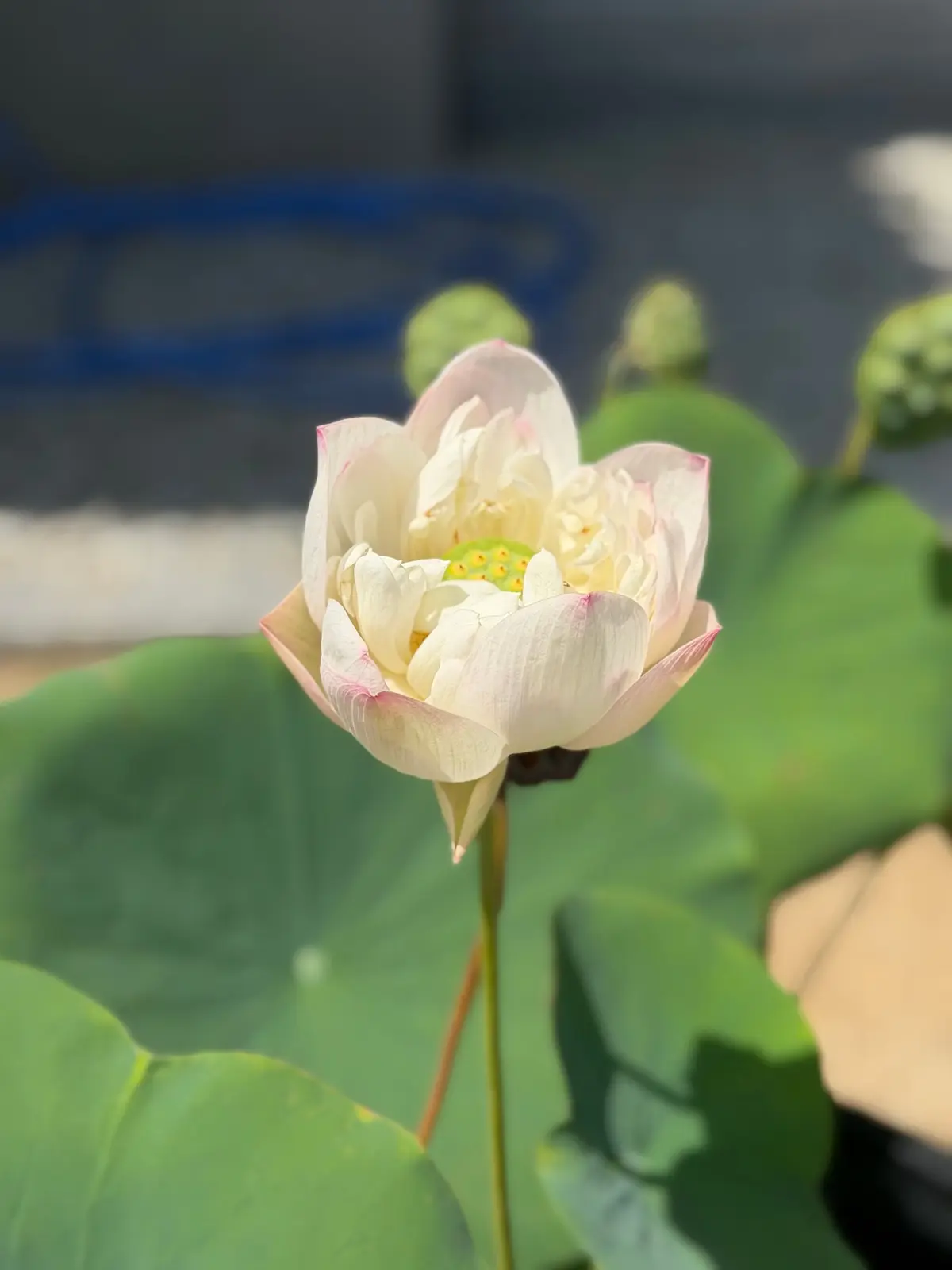 白い睡蓮の花が水面から咲き、緑の葉に囲まれている。背景には、青い縁取りの容器と、まだ開花していない蕾が見える。