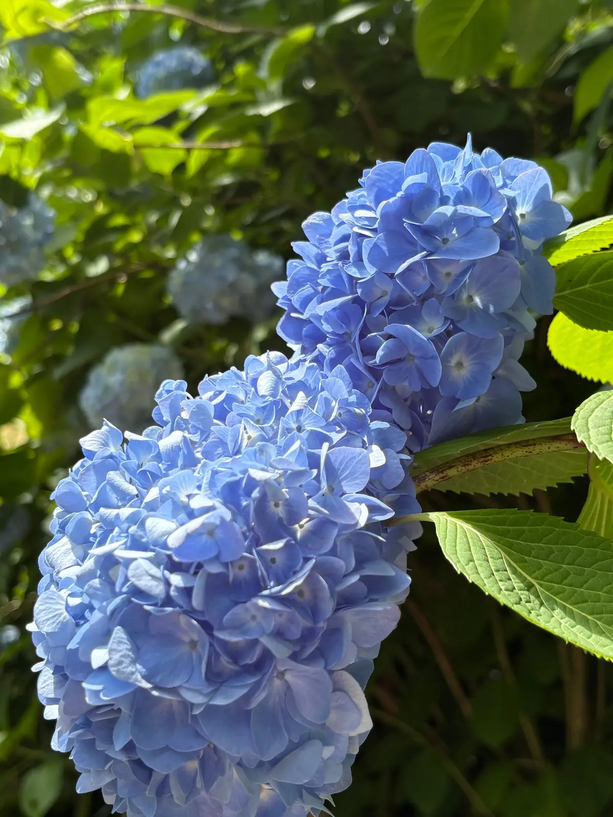 青いヒドランスの花が密集して咲き、緑の葉が背景に広がる