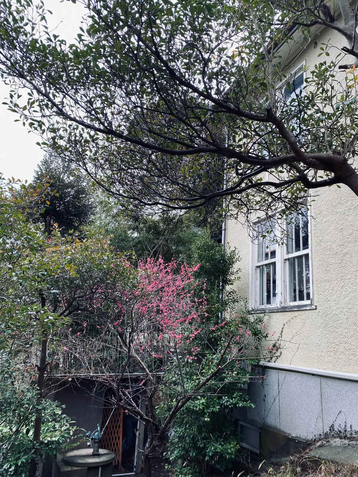 LAINE 鎌倉 稲村ヶ崎 アフタヌーンティー 森の邸宅 完全予約制 フレンチレストラン