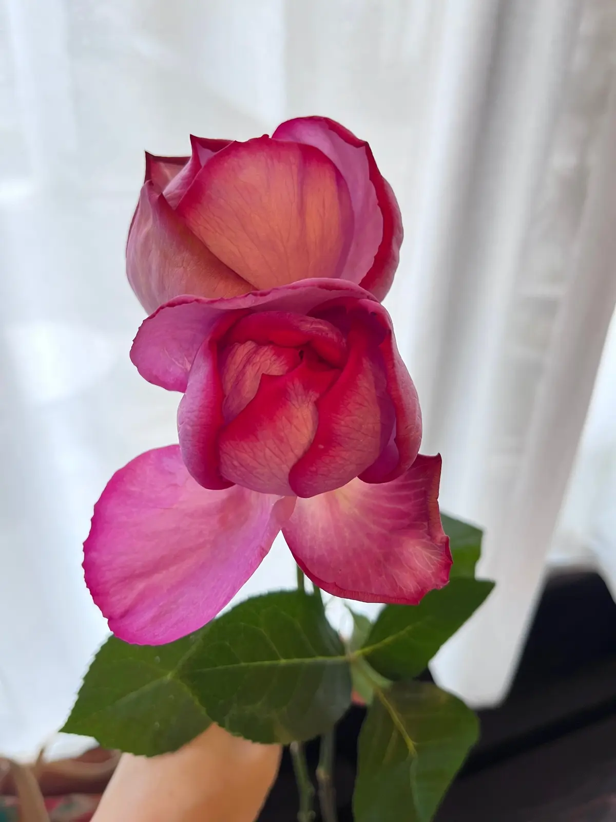 お花選びからのブーケレッスン＆仲良しメンの画像_4