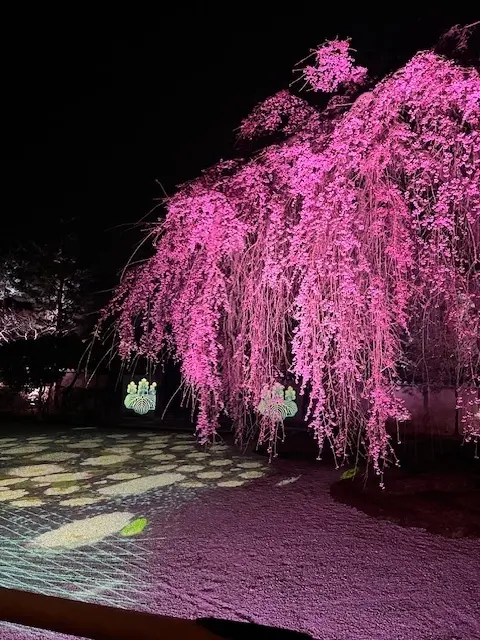 母との京都旅行　高台寺のライトアップが素の画像_10