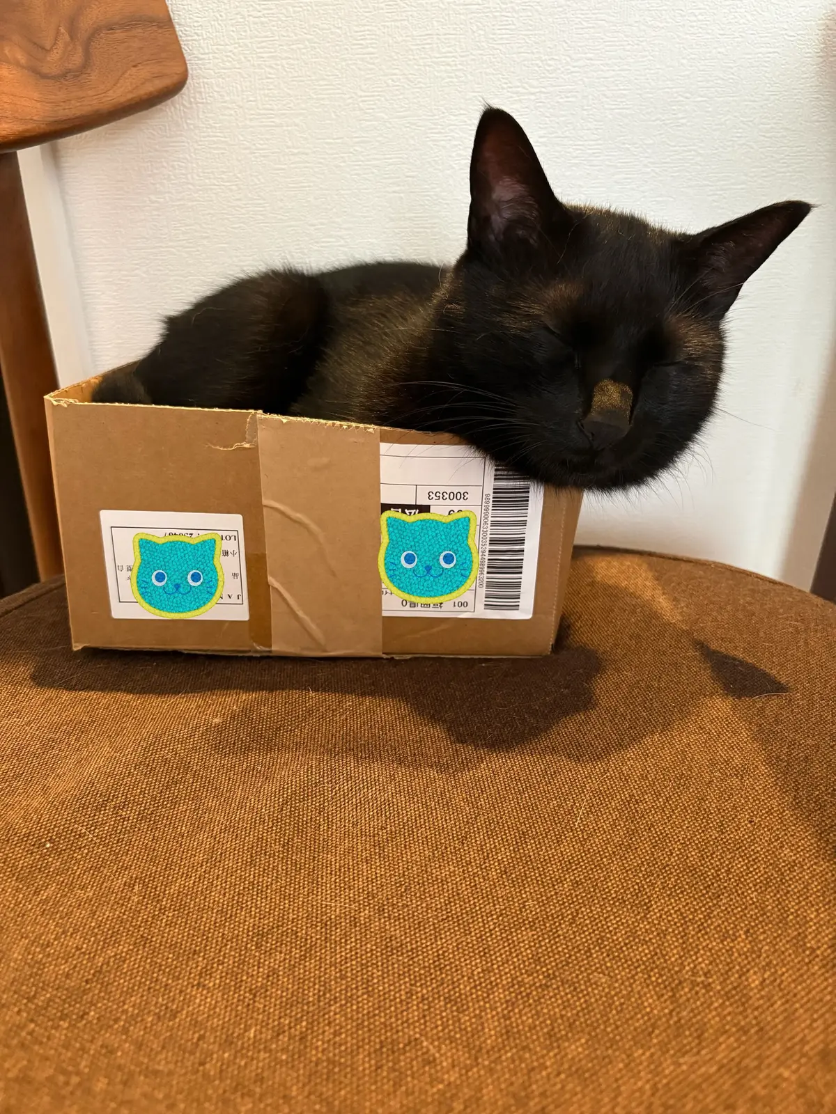 ねこ　保護猫