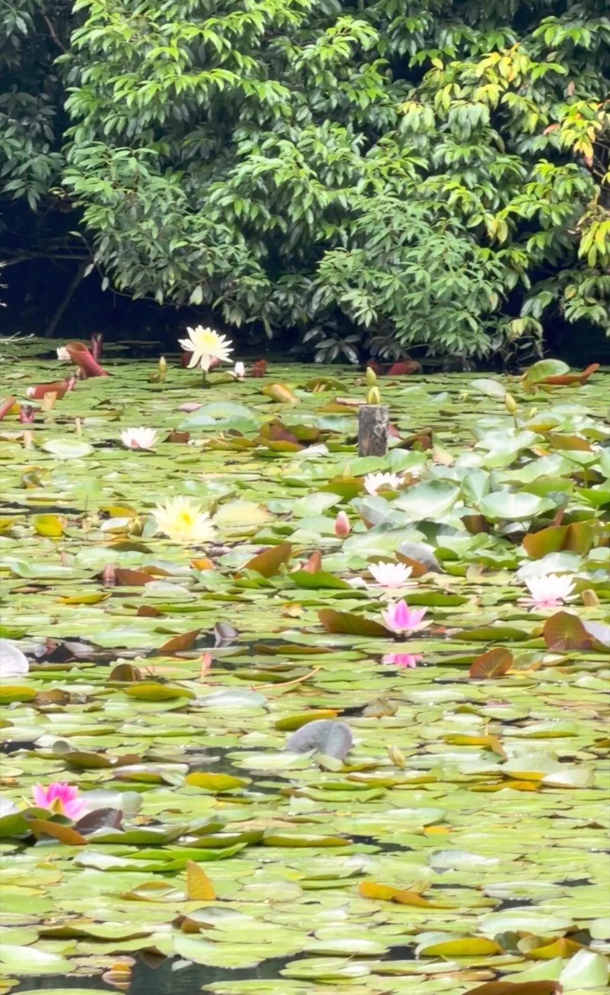 水面に広がる水草の上に、白い花とピンクの花が浮かぶ池