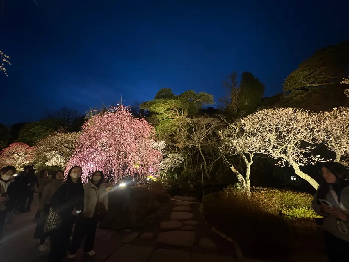 鎌倉　長谷寺の梅のライトアップの画像_6