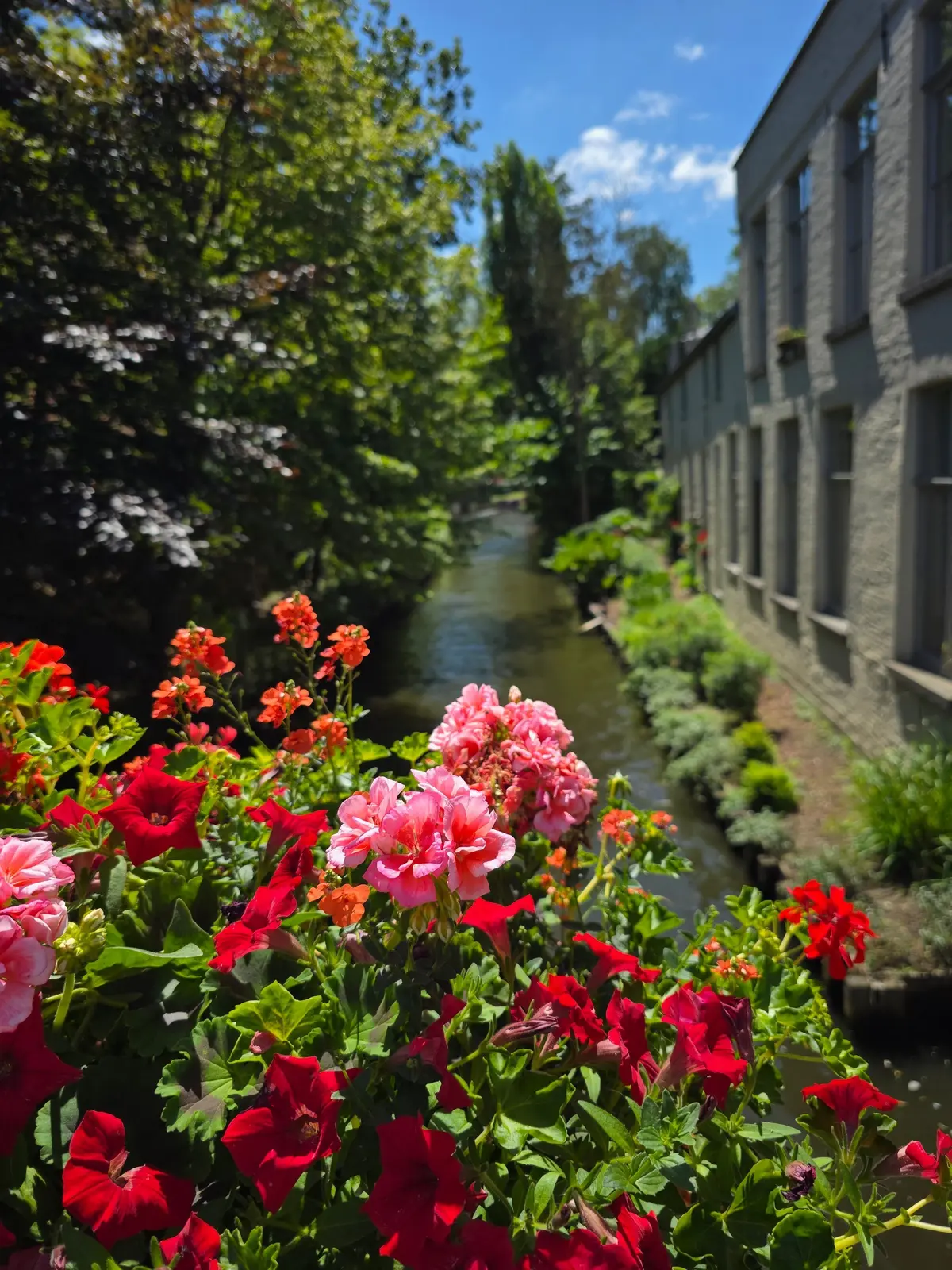 赤やピンクのゼラニウムが茂る縁側から、緑豊かな木々と小川が見える風景。背景には灰色の建物が建っている。晴天の日の穏やかな情景。
