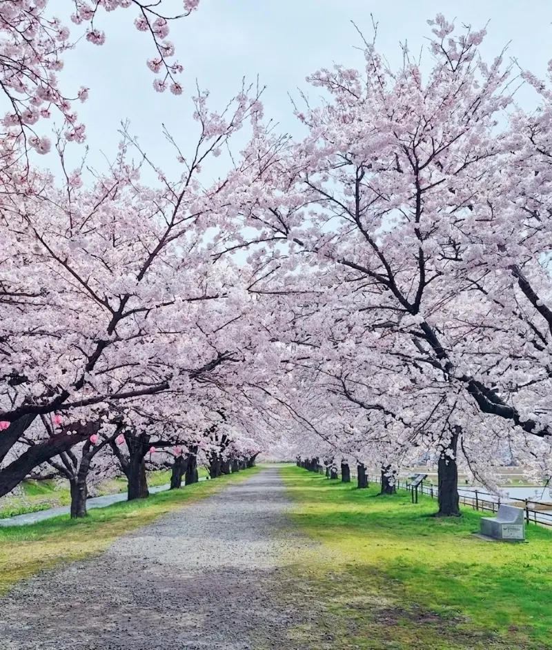 【富山・春旅】桜の絶景！｢春の四重奏｣＆の画像_6