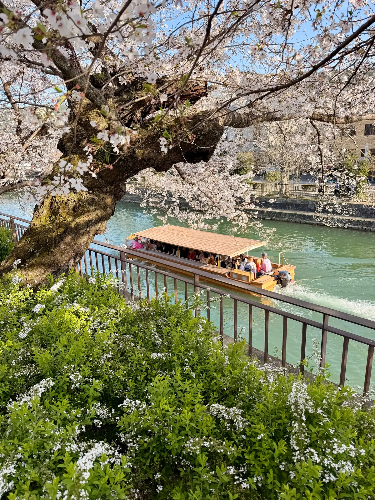 京都、桜さんぽ。満開の桜は天国のよう～平の画像_25