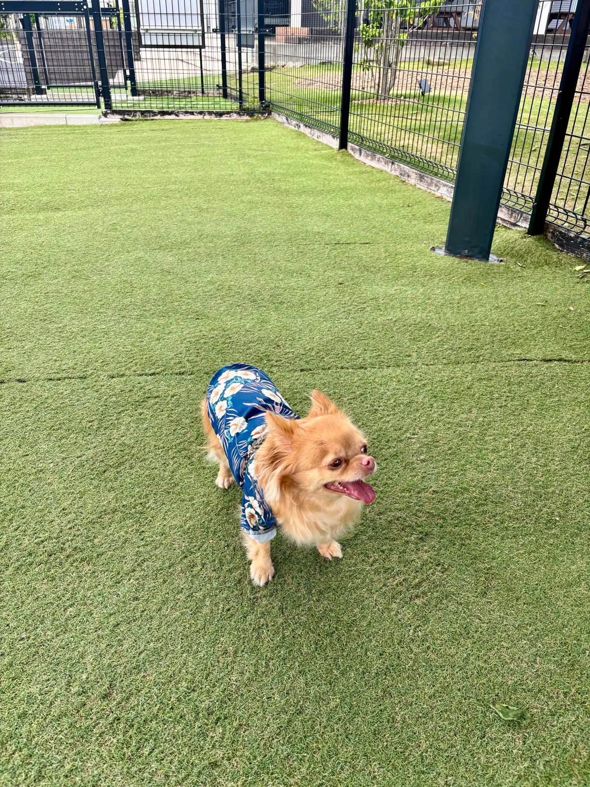 ドッグランもあります。