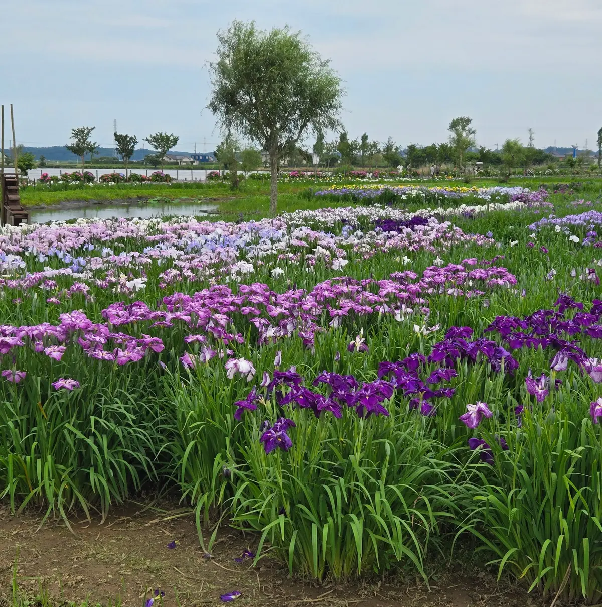 アジサイの群生する花畑で、紫と白の花が密集し、緑の葉が広がる