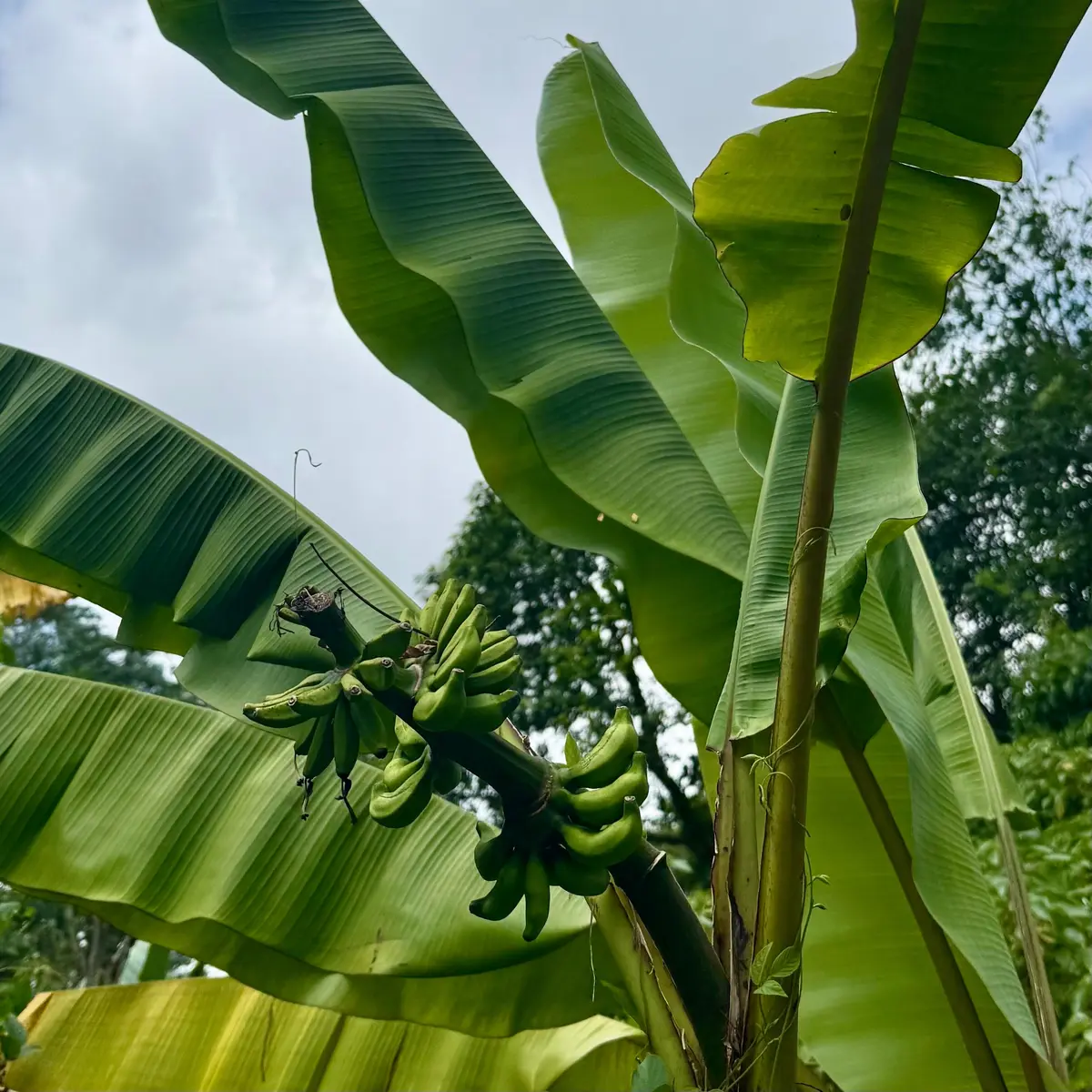 バナナの木