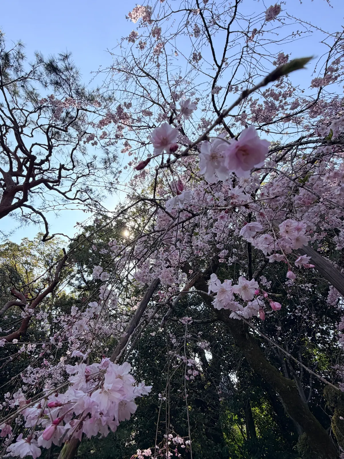 京都、桜さんぽ。満開の桜は天国のよう～平の画像_6