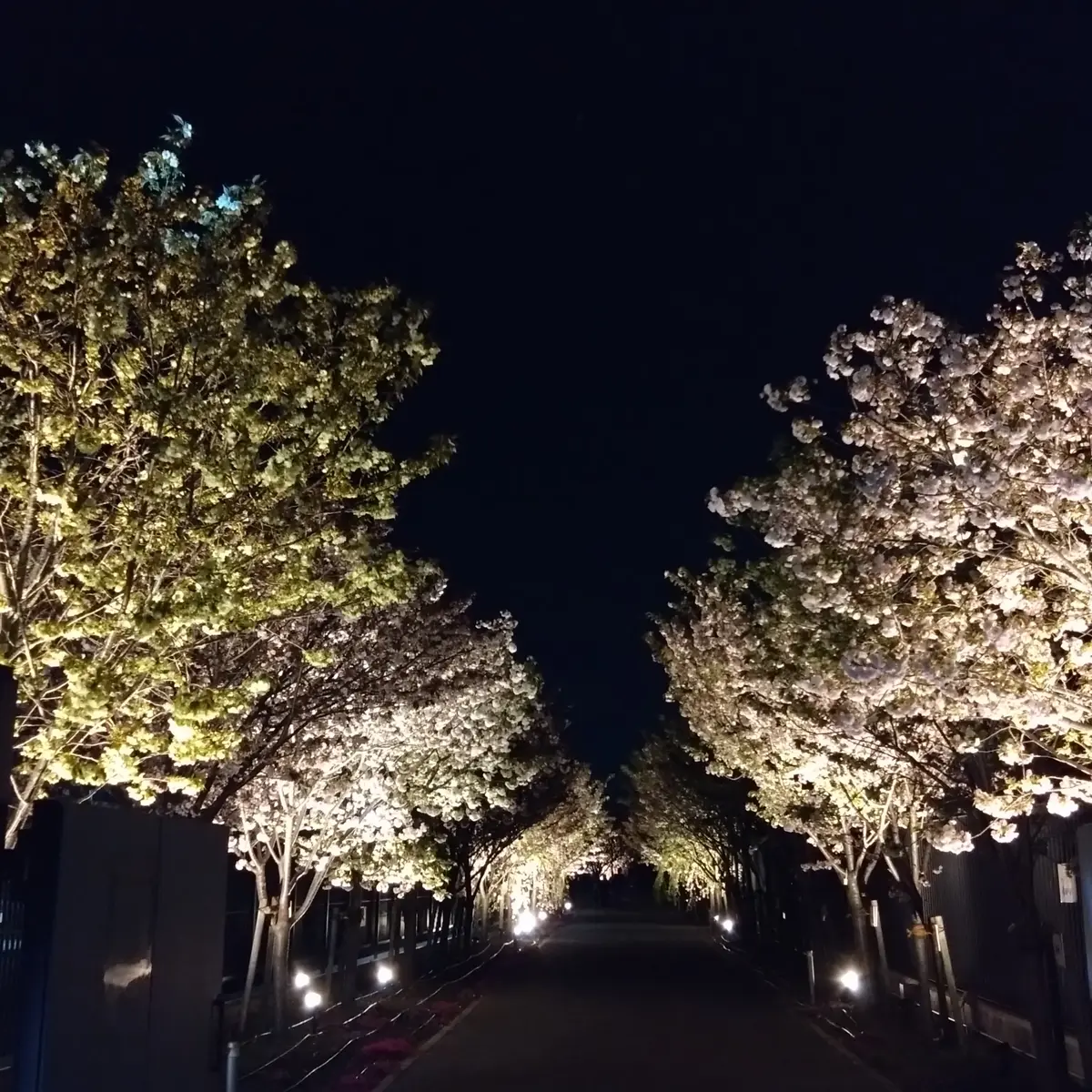 桜のライトアップ