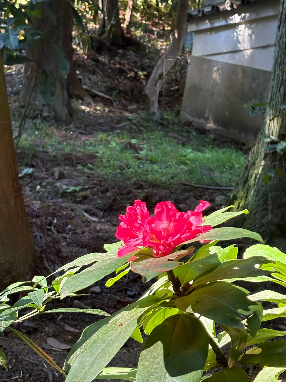 赤い花が緑の葉に囲まれ、木々が立ち並ぶ庭に生えている