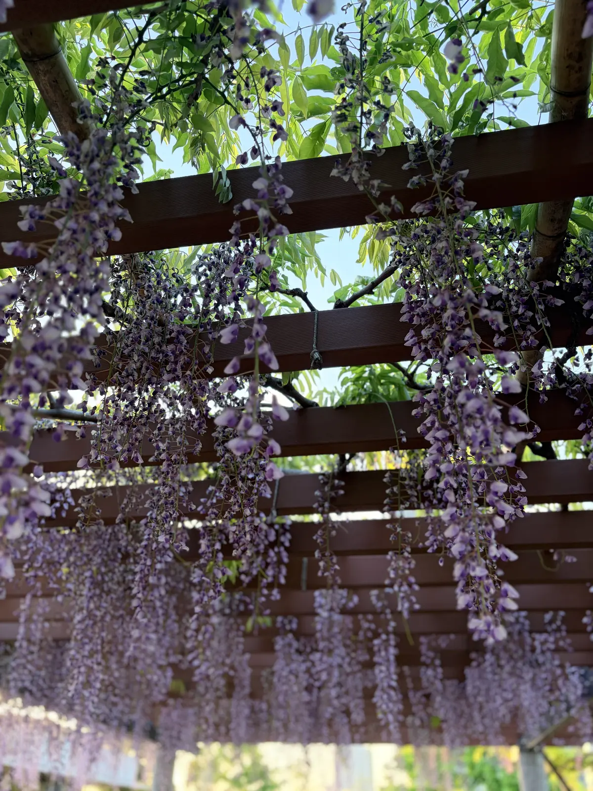 「デニムジャケットxカラーワンピース」大の画像_6