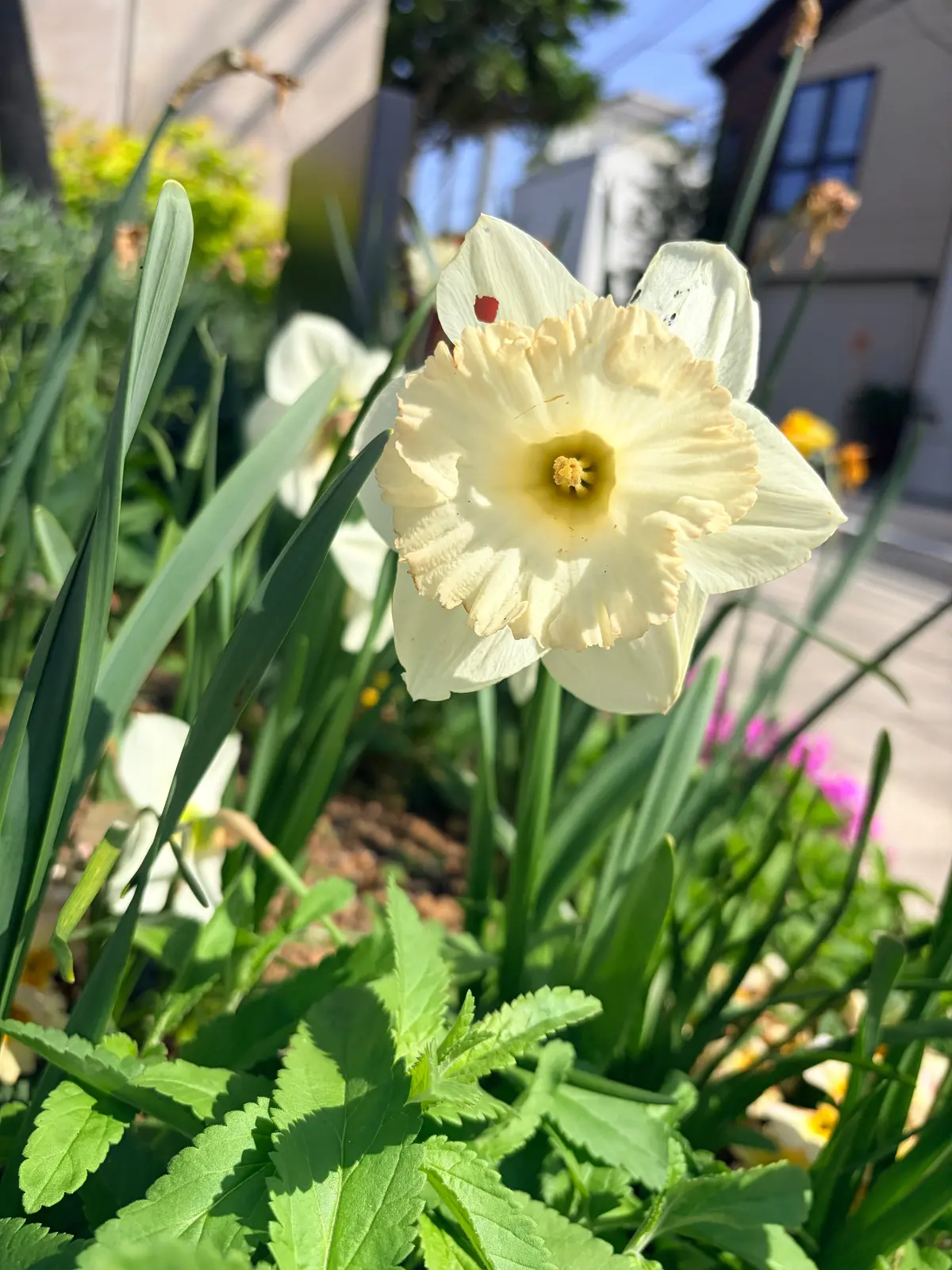 「デニムジャケットxカラーワンピース」大の画像_3