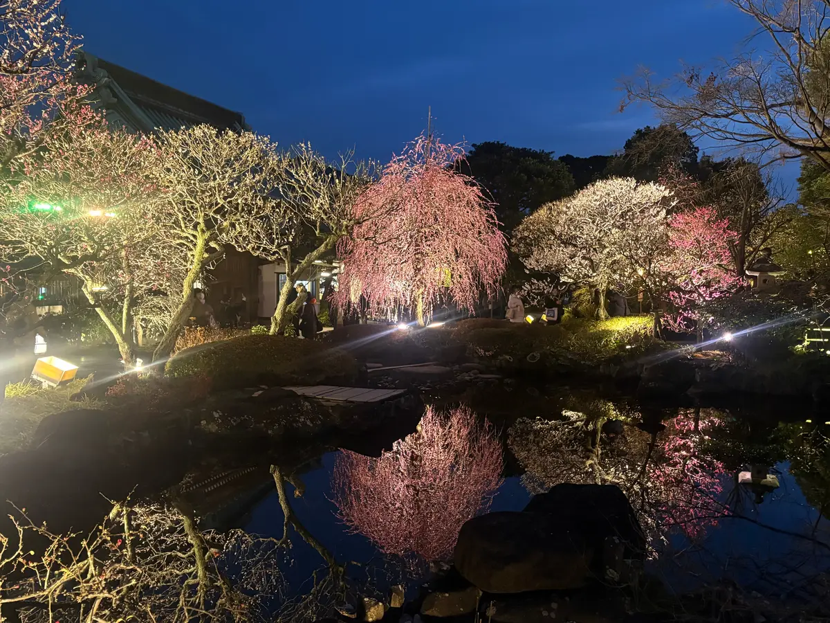 鎌倉　長谷寺の梅のライトアップの画像_5