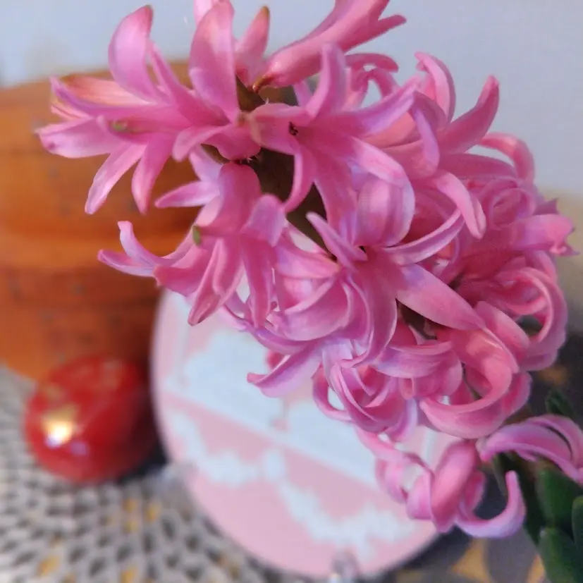 ヒヤシンス　ウエッジウッド　雛ドールプレート　山田平安堂　ボンボニエール　チルウィッチ