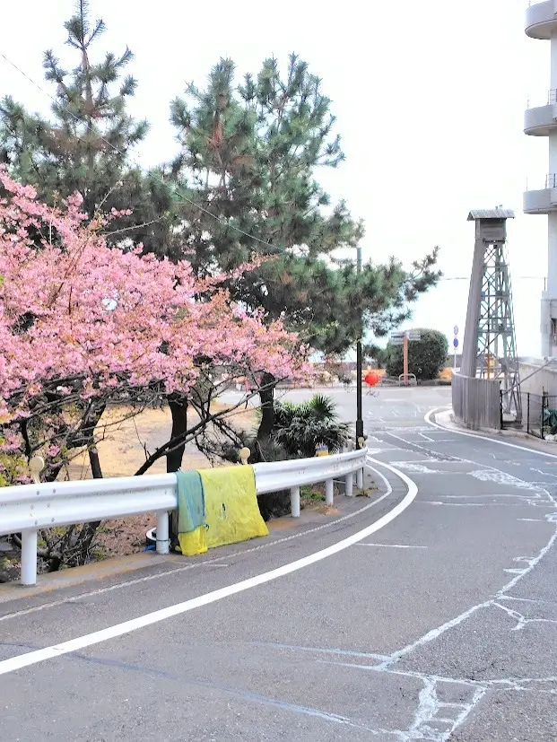 【伊豆熱川旅行】河津桜が満開💖💖GUで春の画像_3